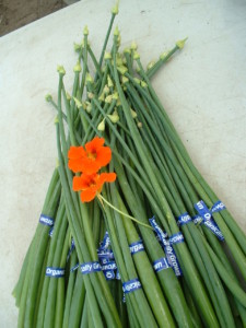 French Shallot Greens