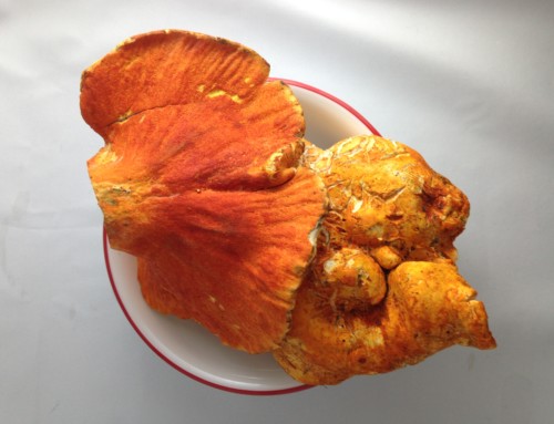 Lobster Mushrooms
