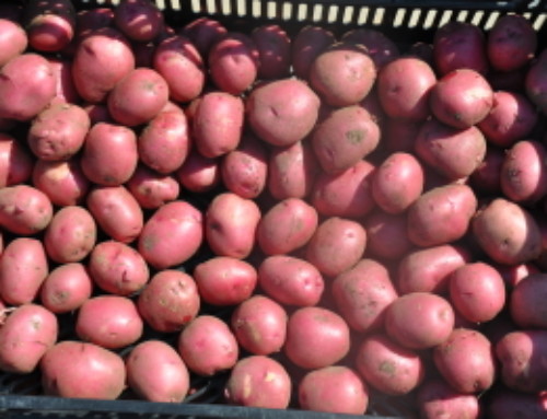 New Red Potatoes!!