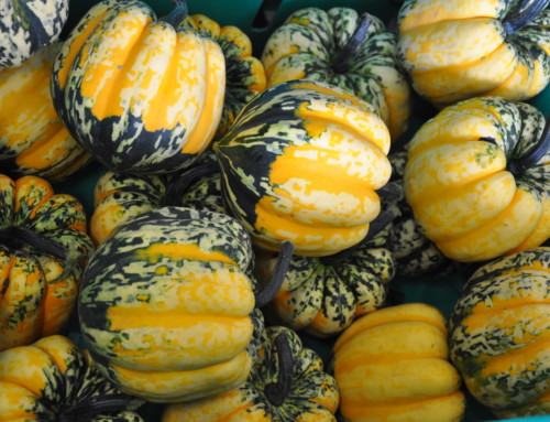 Carnival (Delicata) Winter Squash