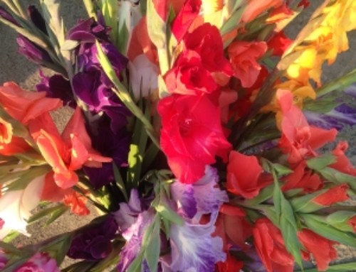 Bunches of Gladiolus