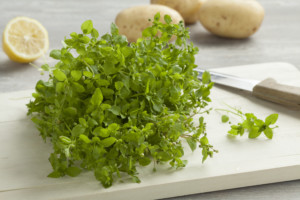 Heap of fresh green chickweed on a cutting board