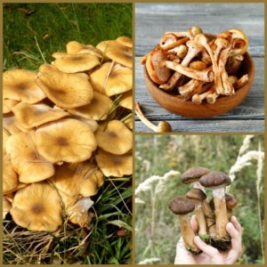 honey-mushroom-collage-small