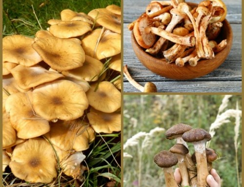 Honey Mushrooms!
