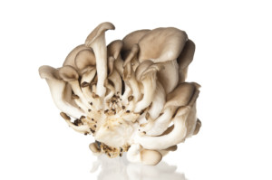 Blue Oyster Mushrooms